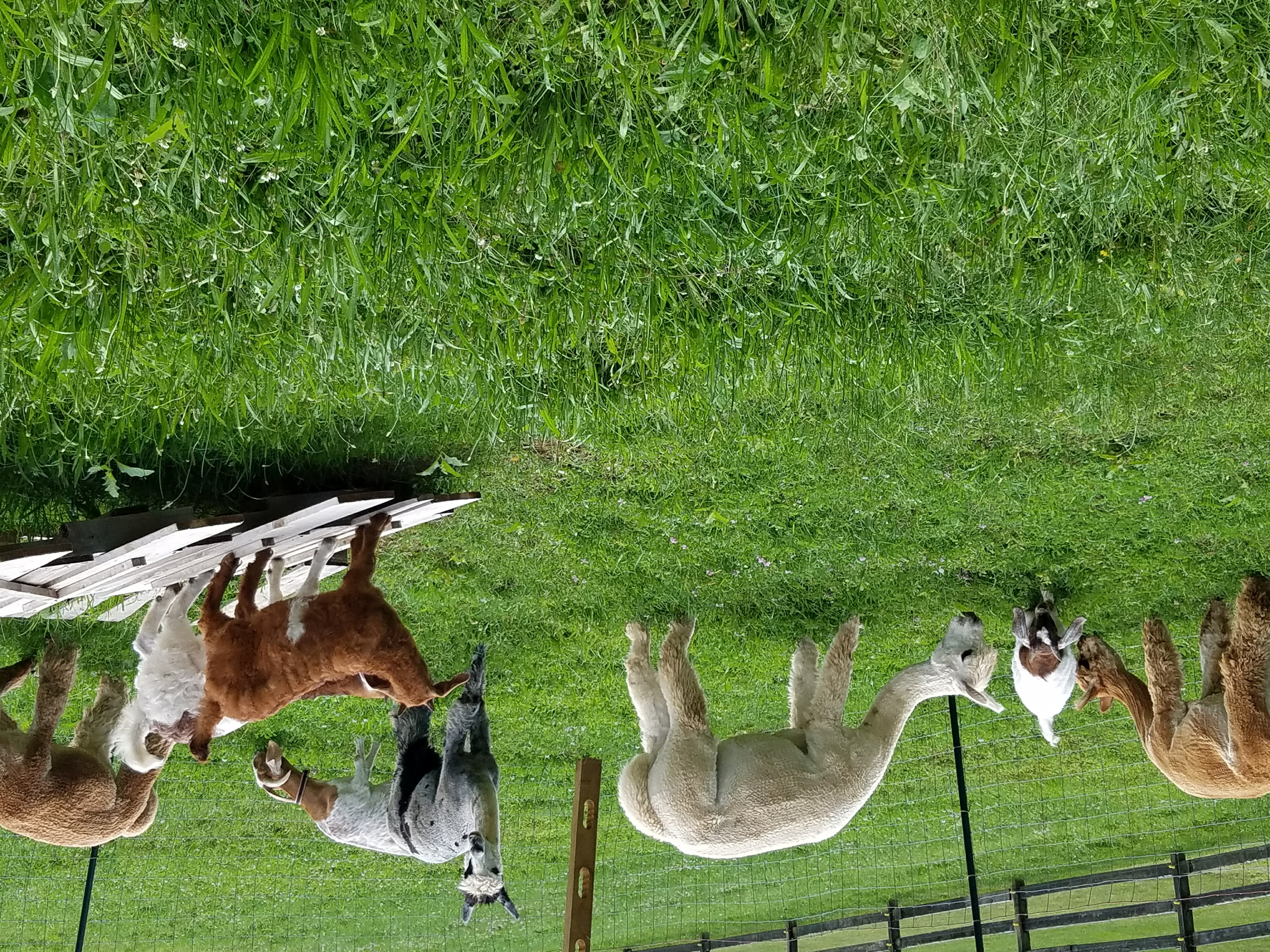 Farm2.jpg
