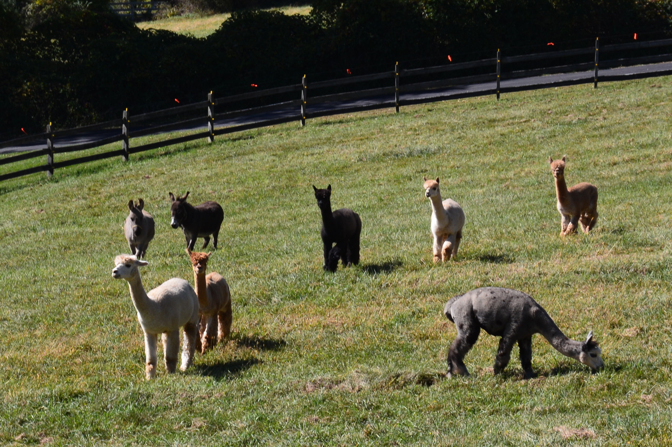 Farm6.jpg