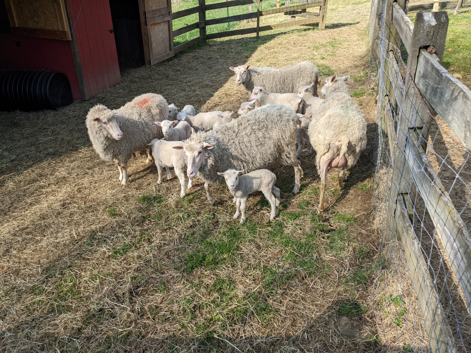 Sheeps1.jpg