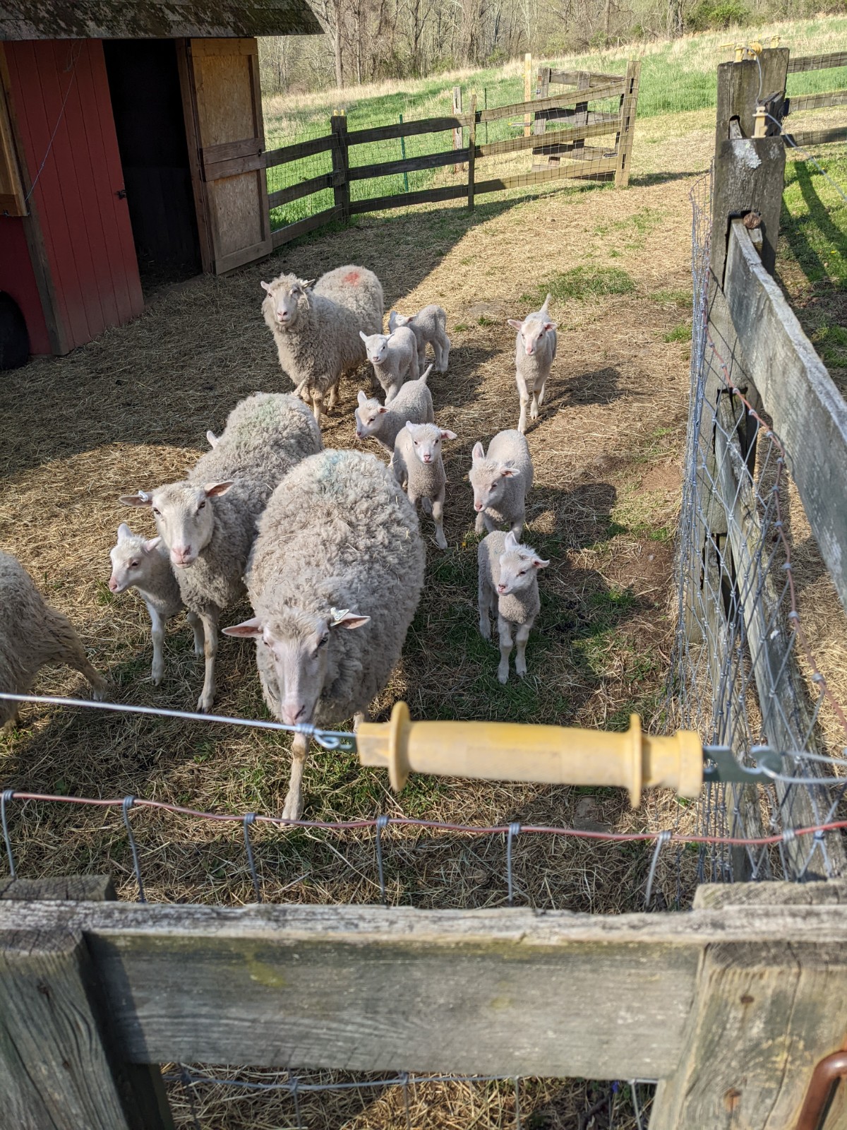 Sheeps3.jpg